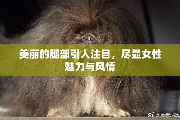 美丽的腿部引人注目，尽显女性魅力与风情