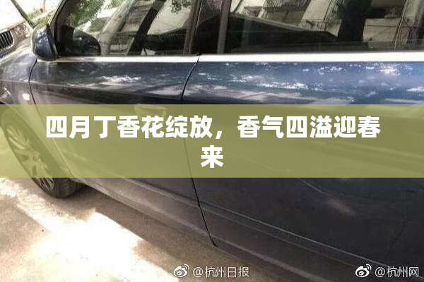 四月丁香花绽放，香气四溢迎春来