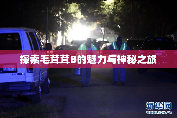 探索毛茸茸B的魅力与神秘之旅