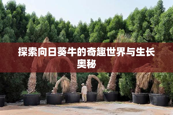 探索向日葵牛的奇趣世界与生长奥秘