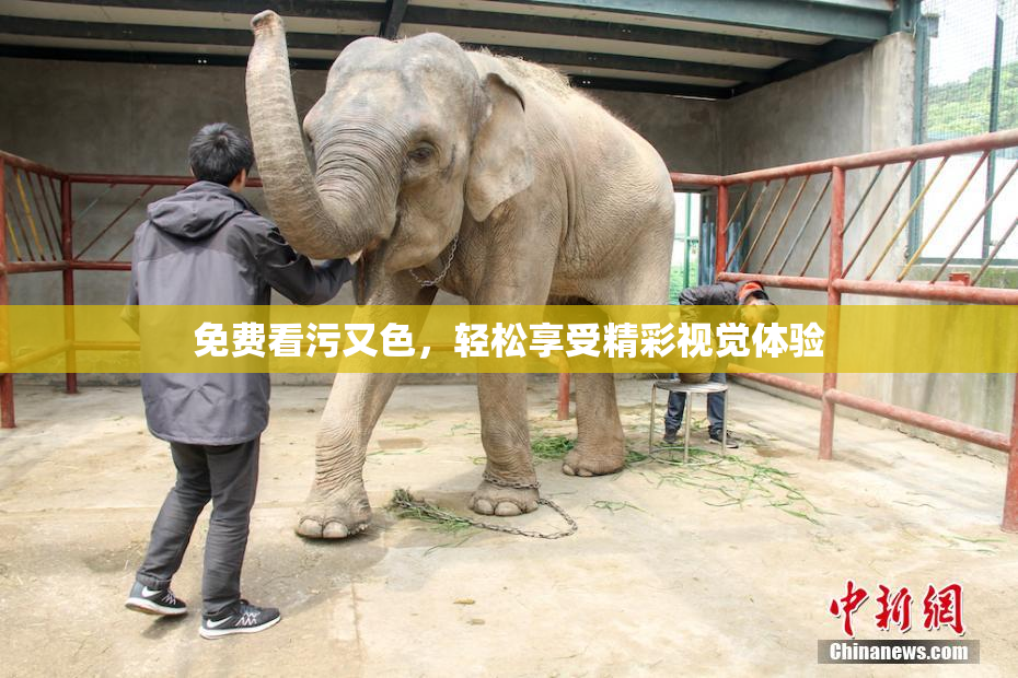 免费看污又色，轻松享受精彩视觉体验