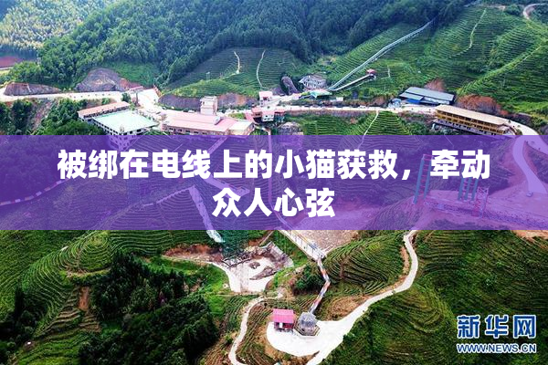 被绑在电线上的小猫获救，牵动众人心弦