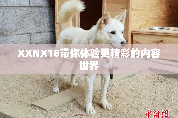 XXNX18带你体验更精彩的内容世界