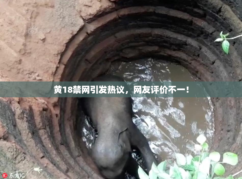 黄18禁网引发热议，网友评价不一！