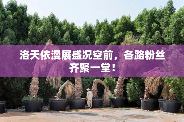 洛天依漫展盛况空前，各路粉丝齐聚一堂！