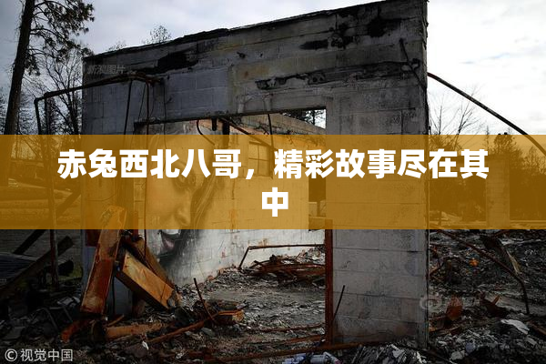 赤兔西北八哥，精彩故事尽在其中