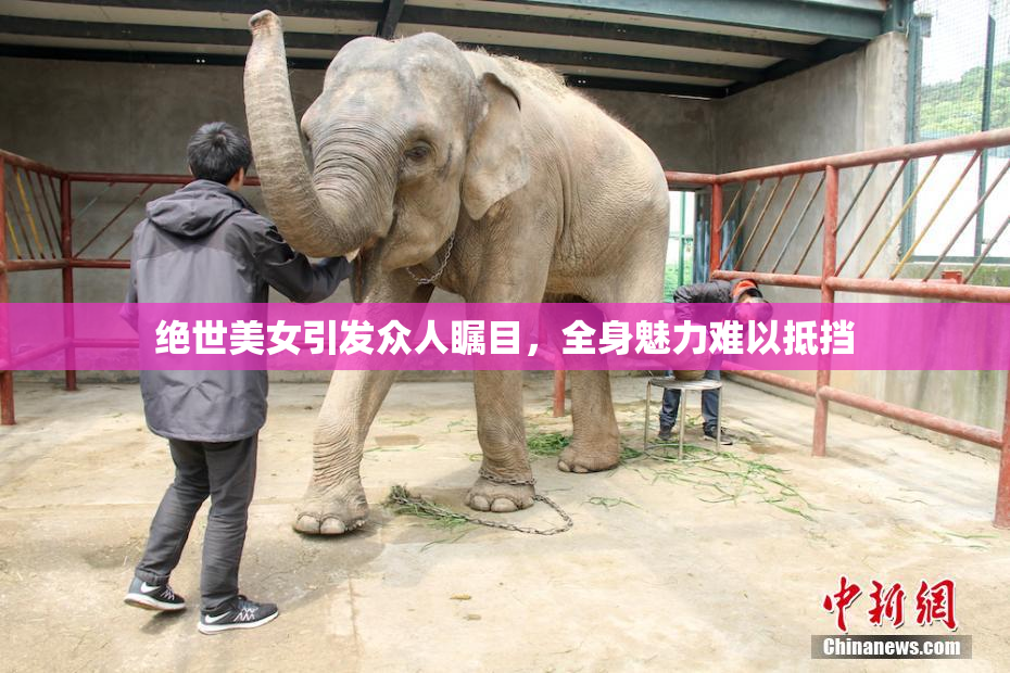 绝世美女引发众人瞩目，全身魅力难以抵挡