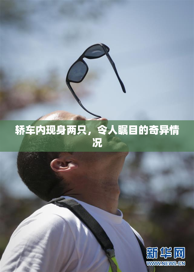 轿车内现身两只，令人瞩目的奇异情况