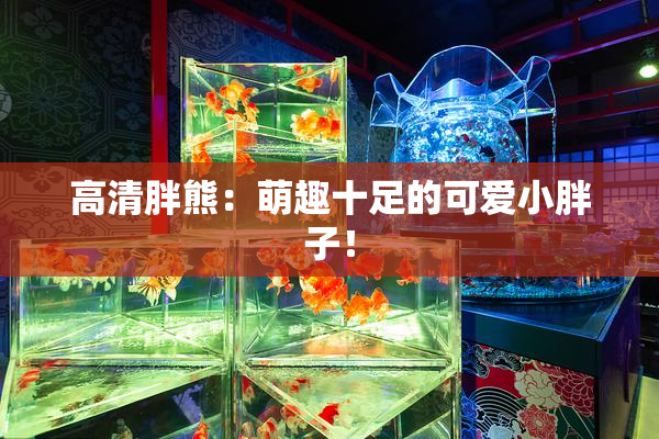 高清胖熊：萌趣十足的可爱小胖子！