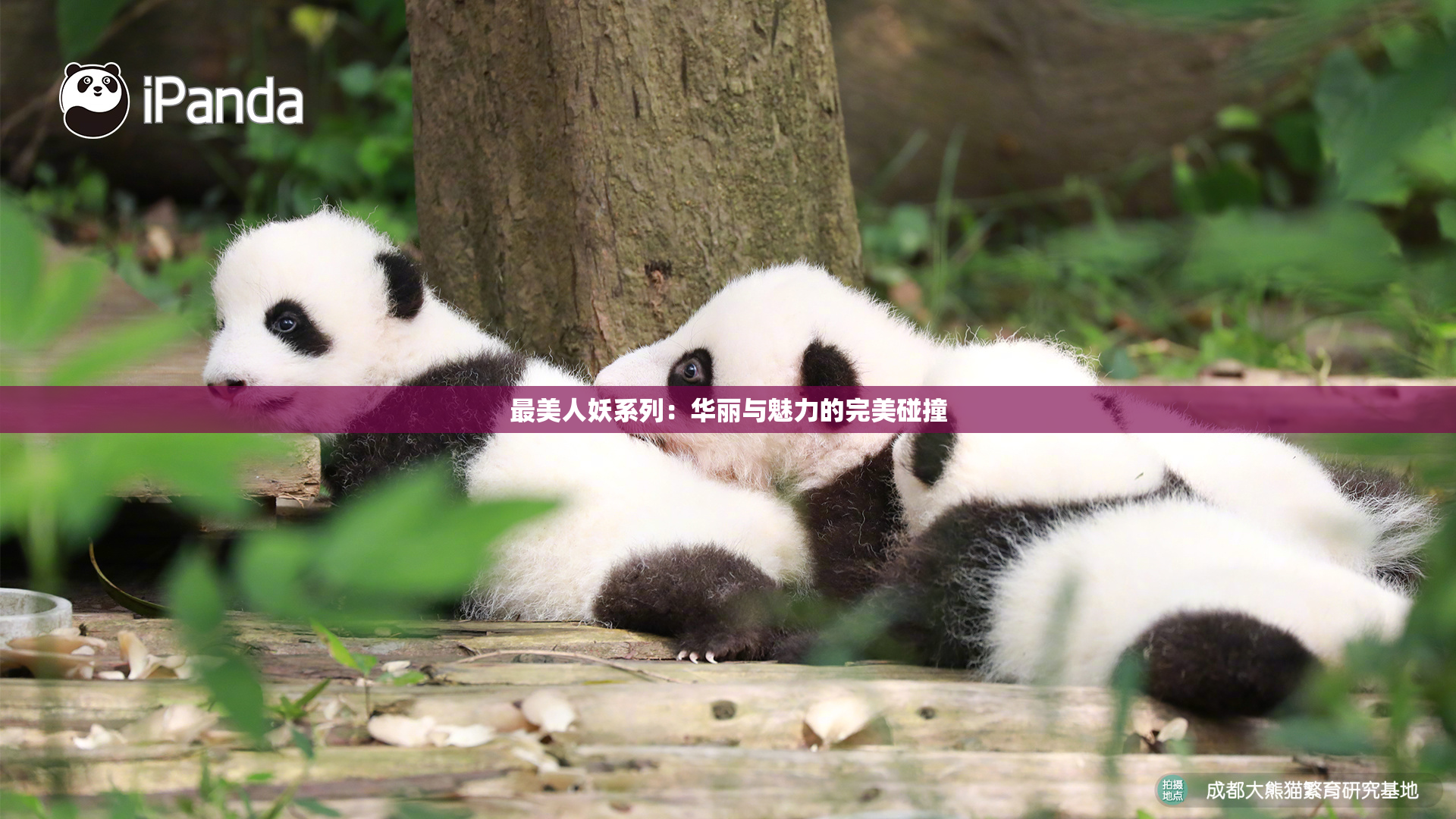 最美人妖系列：华丽与魅力的完美碰撞
