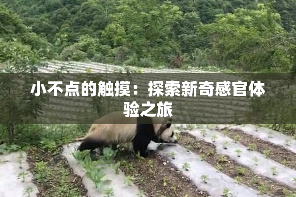 小不点的触摸：探索新奇感官体验之旅