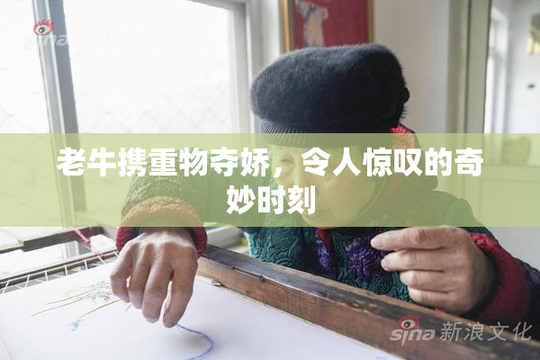 老牛携重物夺娇，令人惊叹的奇妙时刻
