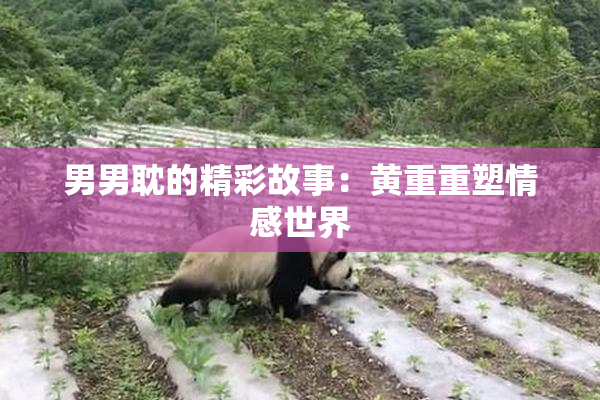 男男耽的精彩故事：黄重重塑情感世界