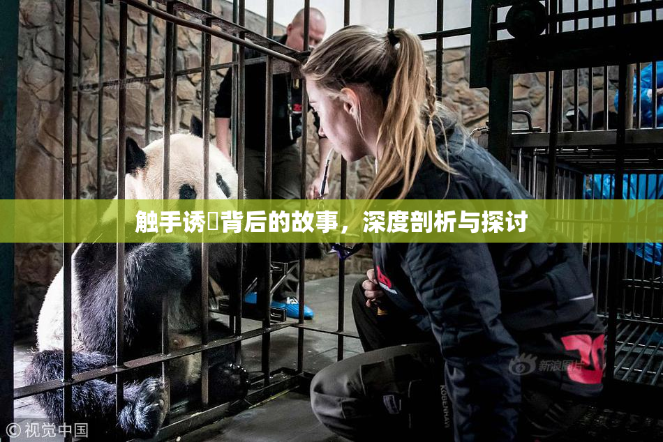 触手诱奷背后的故事，深度剖析与探讨
