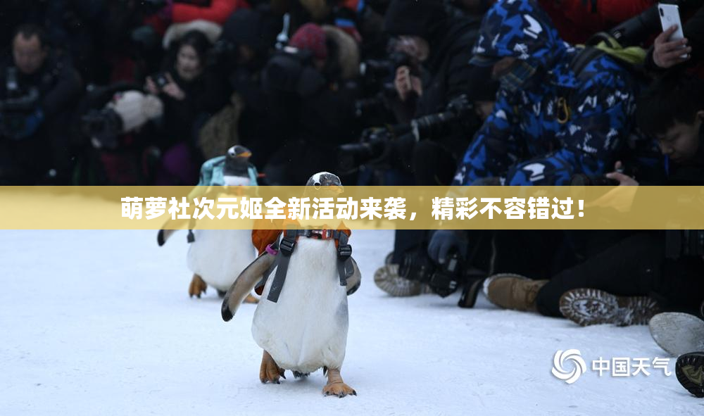 萌萝社次元姬全新活动来袭，精彩不容错过！