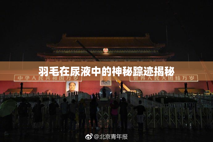 羽毛在尿液中的神秘踪迹揭秘