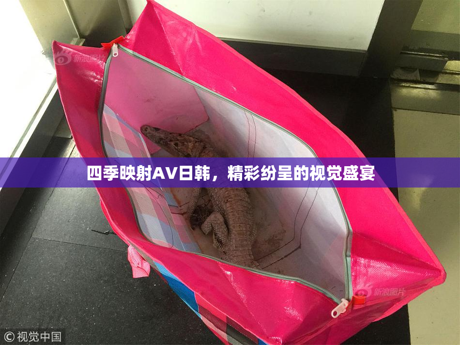 四季映射AV日韩，精彩纷呈的视觉盛宴