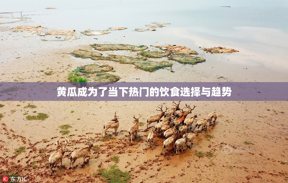 黄瓜成为了当下热门的饮食选择与趋势