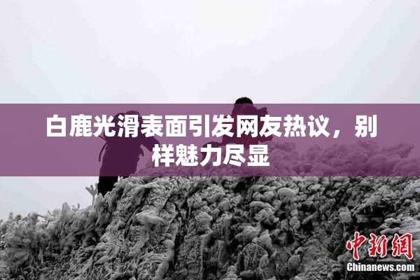 白鹿光滑表面引发网友热议，别样魅力尽显