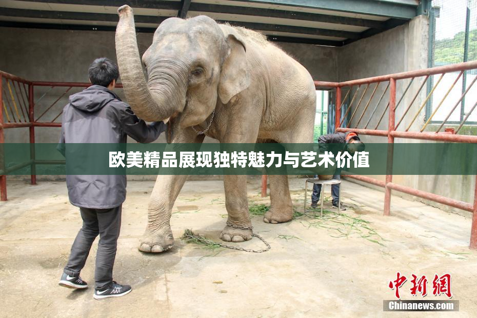 欧美精品展现独特魅力与艺术价值
