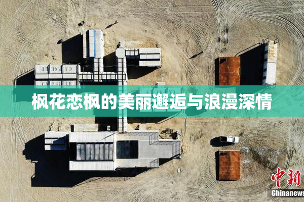 枫花恋枫的美丽邂逅与浪漫深情