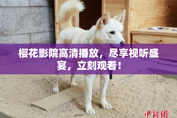 樱花影院高清播放，尽享视听盛宴，立刻观看！
