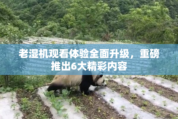 老湿机观看体验全面升级，重磅推出6大精彩内容