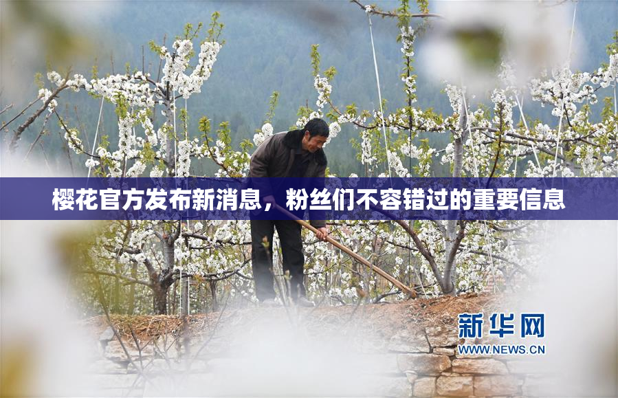 樱花官方发布新消息，粉丝们不容错过的重要信息