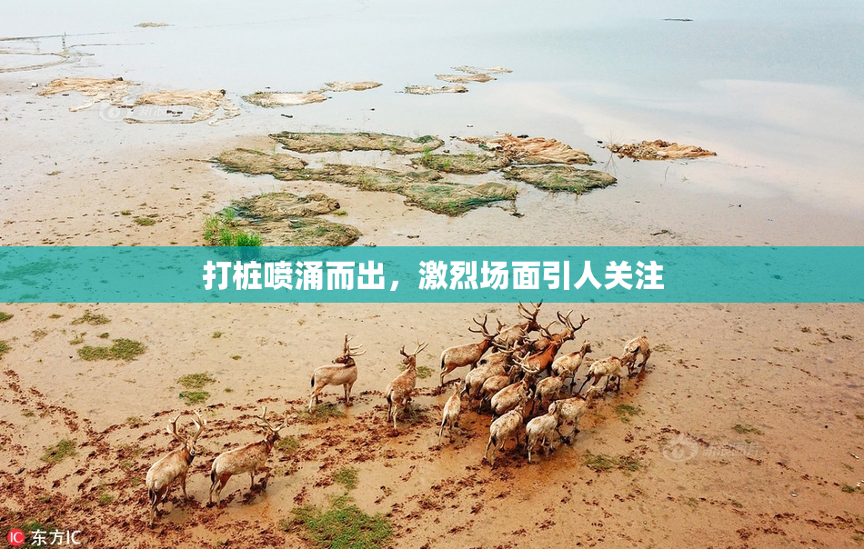 打桩喷涌而出，激烈场面引人关注