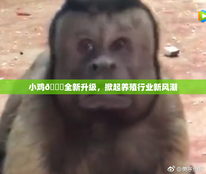 小鸡🐔全新升级，掀起养殖行业新风潮