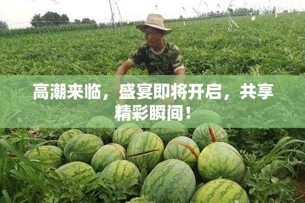 高潮来临，盛宴即将开启，共享精彩瞬间！