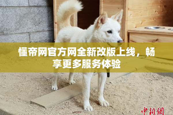 懂帝网官方网全新改版上线，畅享更多服务体验