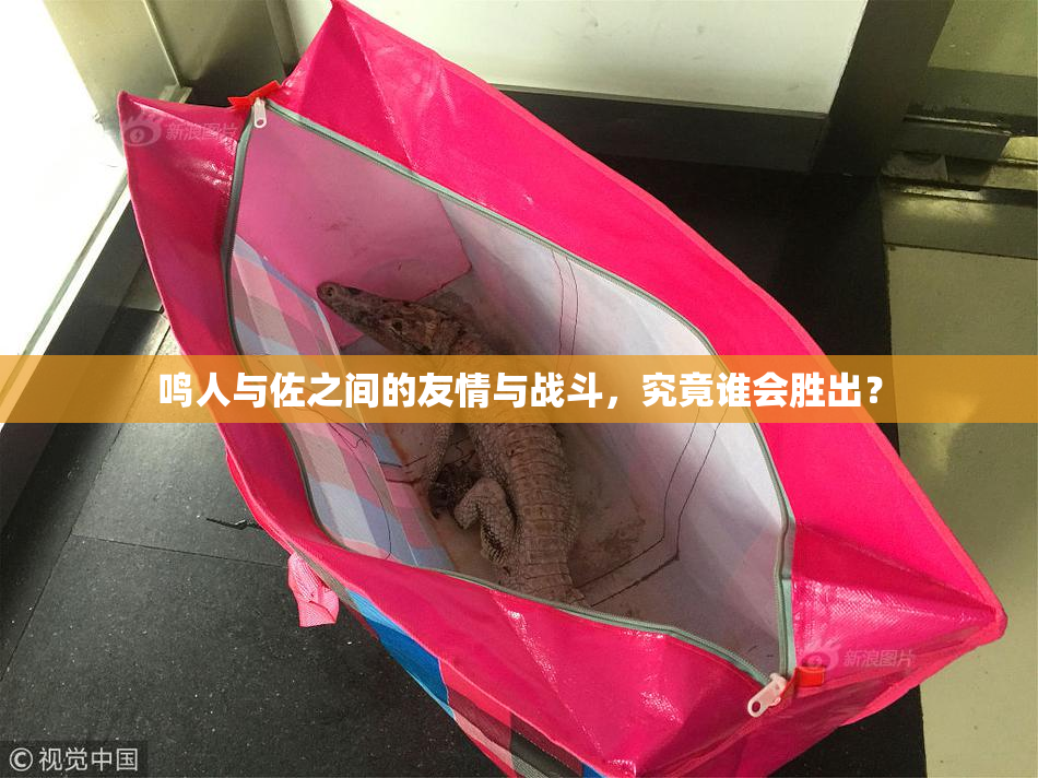 鸣人与佐之间的友情与战斗，究竟谁会胜出？