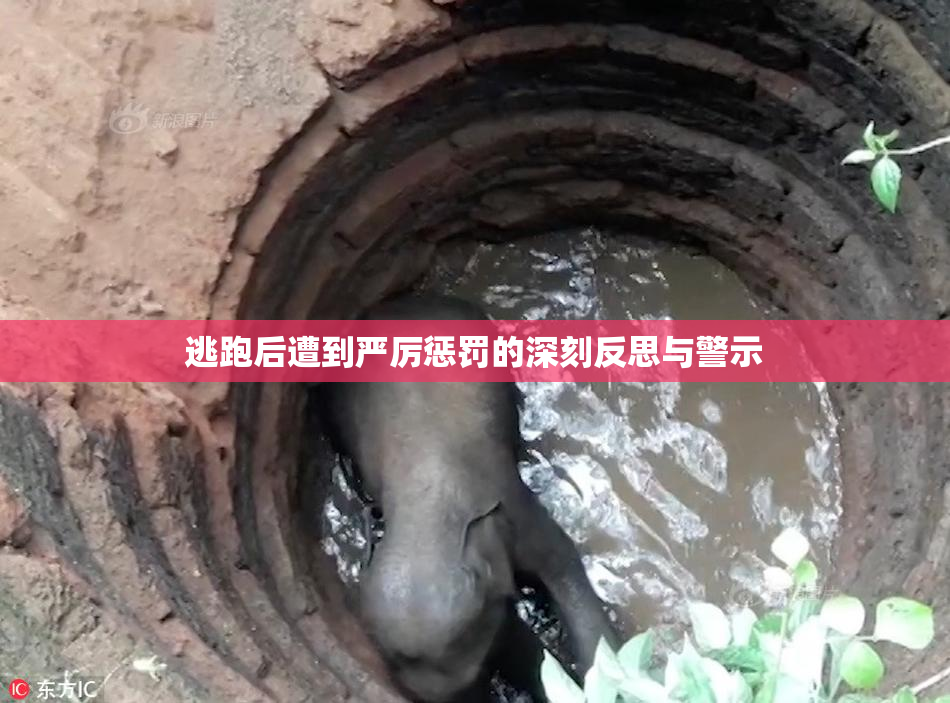 逃跑后遭到严厉惩罚的深刻反思与警示