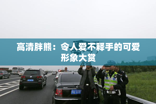 高清胖熊：令人爱不释手的可爱形象大赏