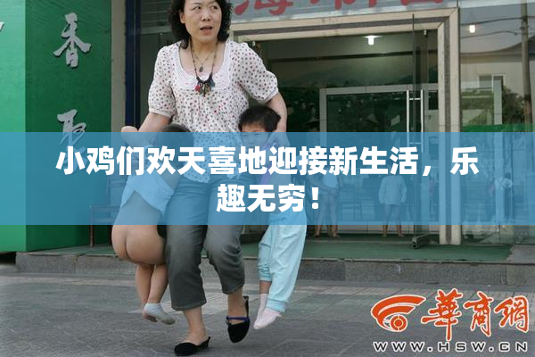 小鸡们欢天喜地迎接新生活，乐趣无穷！