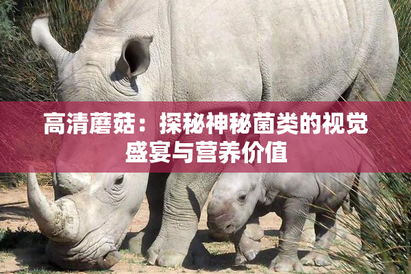 高清蘑菇：探秘神秘菌类的视觉盛宴与营养价值