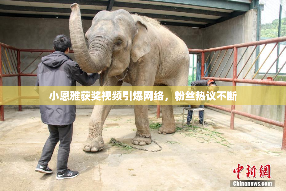 小恩雅获奖视频引爆网络，粉丝热议不断