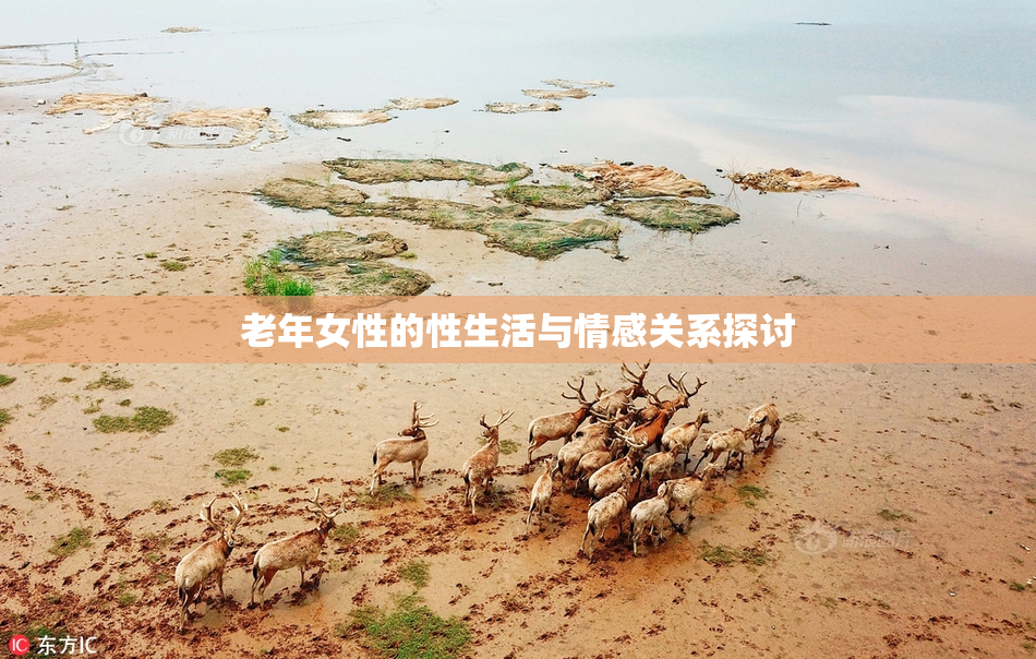 老年女性的性生活与情感关系探讨