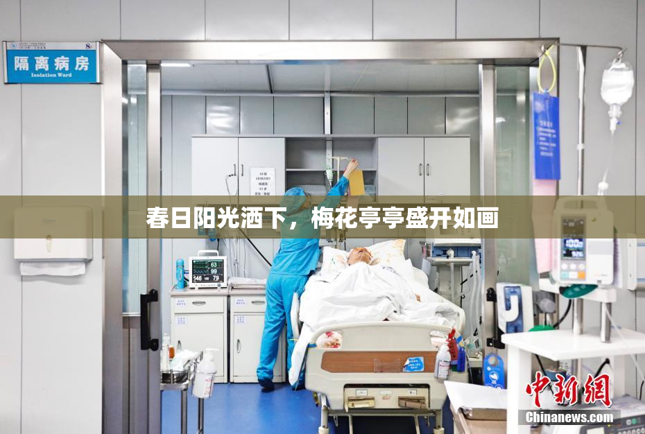 春日阳光洒下，梅花亭亭盛开如画
