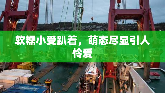 软糯小受趴着，萌态尽显引人怜爱