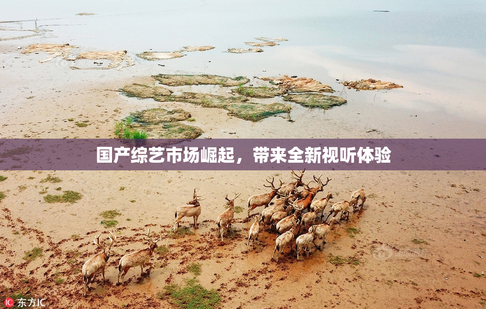 国产综艺市场崛起，带来全新视听体验