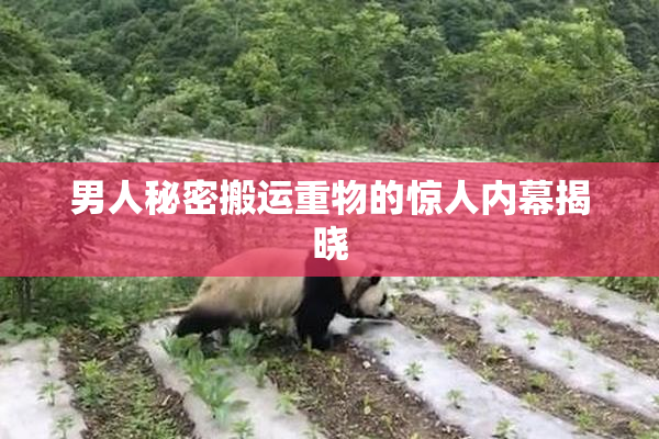 男人秘密搬运重物的惊人内幕揭晓