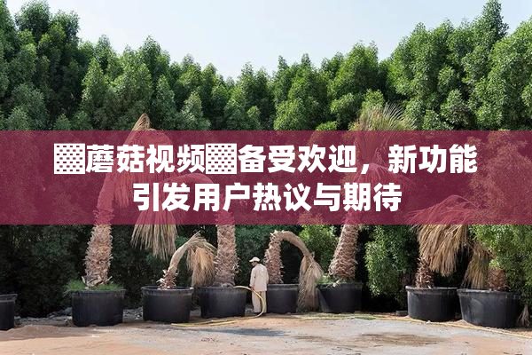 ▓蘑菇视频▓备受欢迎，新功能引发用户热议与期待