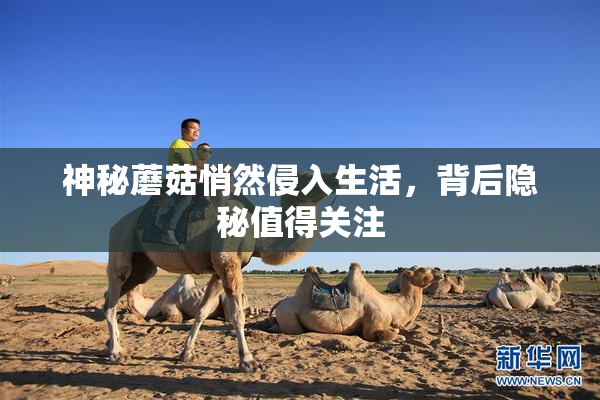神秘蘑菇悄然侵入生活，背后隐秘值得关注