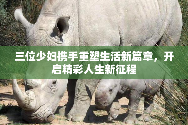 三位少妇携手重塑生活新篇章，开启精彩人生新征程