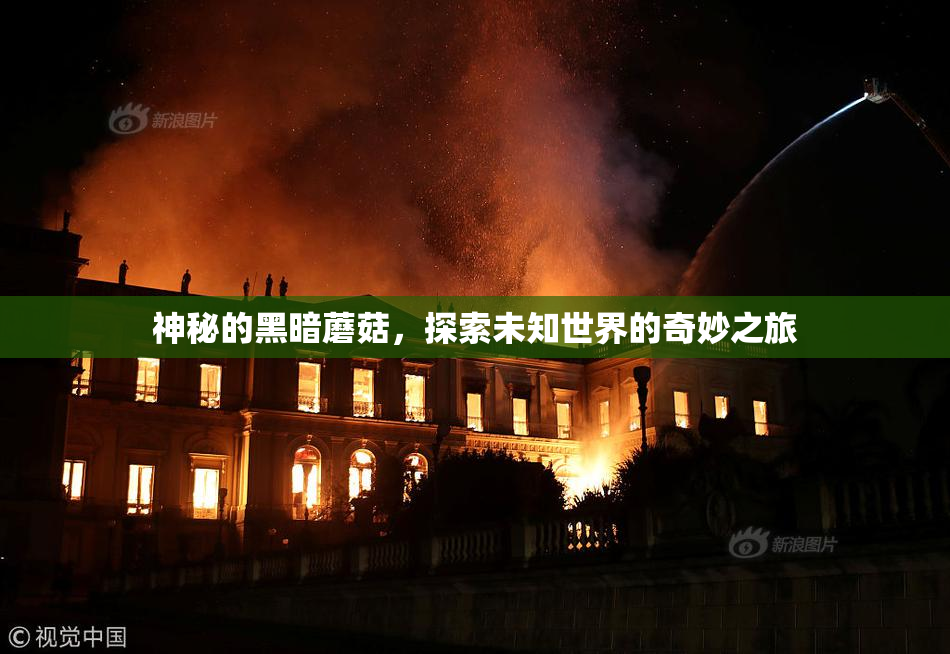 神秘的黑暗蘑菇，探索未知世界的奇妙之旅