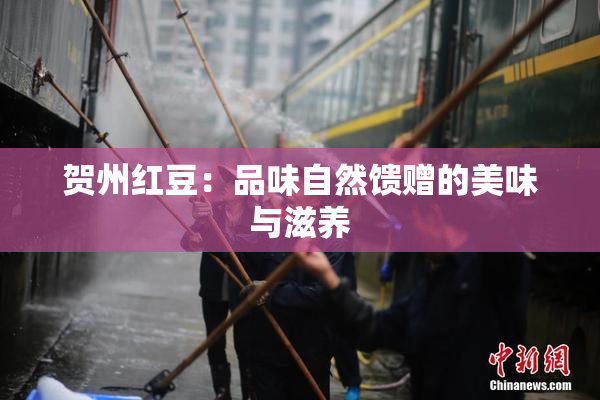 贺州红豆：品味自然馈赠的美味与滋养
