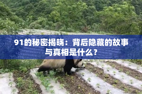 91的秘密揭晓：背后隐藏的故事与真相是什么？