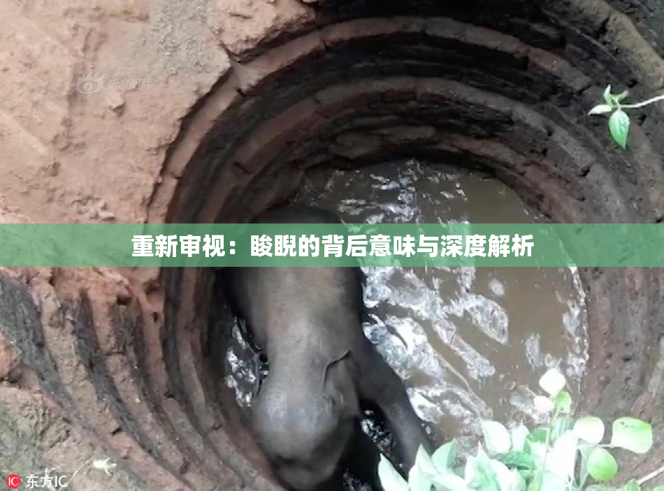 重新审视：睃睨的背后意味与深度解析